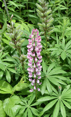 Lupine flower