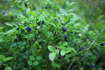 Obraz na płótnie Canvas Wild blueberry in forest
