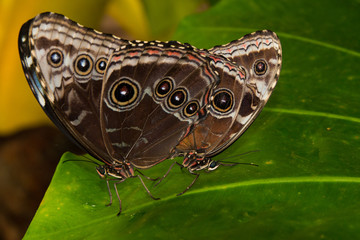 Naklejka premium Owls eye butterfly