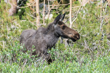 Cow Moose in The Colorado Rocky Mountains