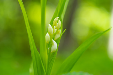 ギンランの花