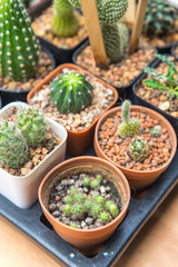 Cactus on wooden background, Cactus in pot background.Many cactus in pot