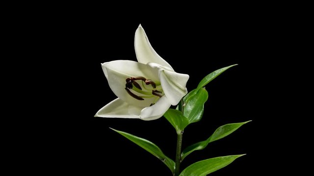 Timelapse of white lily flower blooming on black background, HD 1920х1080
