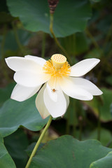 Bee rest on Lotus flower
