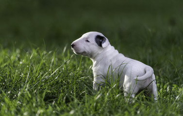 White puppy on the green grass