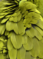 Yellow colored macaw feathers