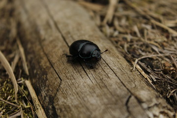 scarab