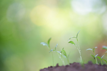 Fototapeta premium Growing sprout