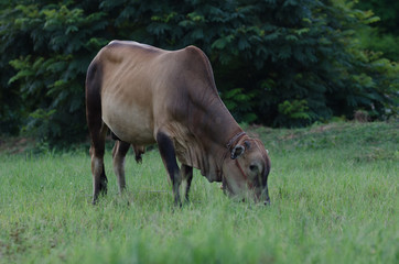 Fototapeta premium Cows grazing grass on a farm happily in the evening.