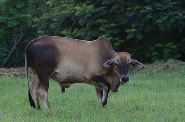 Fototapeta premium Cows grazing grass on a farm happily in the evening.