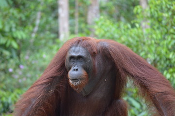 Orangutan