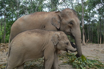 Naklejka premium Elephant