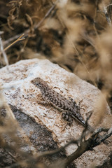 Desert Salamander on Rock