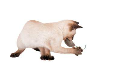 Siamese kitten playing with a toy mouse, isolated on white