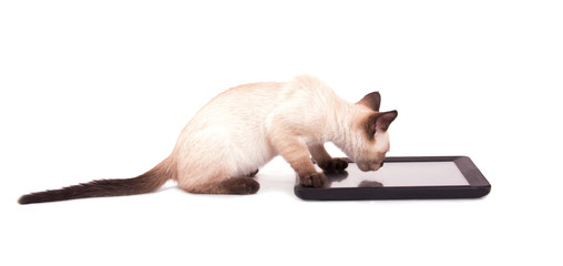 Side view of a Siamese kitten with his paws on a tablet computer, on white background