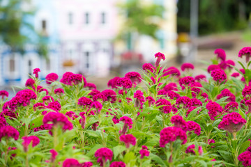 Fototapeta na wymiar Pink cockscomb flowers in the garden blur background