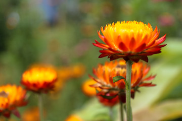 Wild flower's