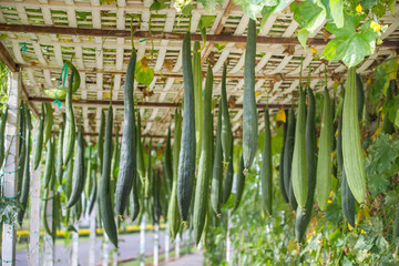 Many smooth loofah or long luffa