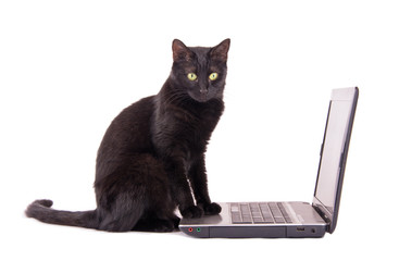 Black cat with a contemplating look on her face sitting with her front paws on top of a laptop computer, on white background
