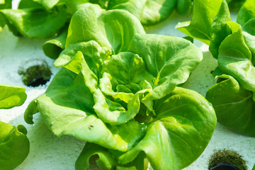 Demonstration of organic hydroponics on backyard,Growing vegetables can be made at home,Eat vegetables every day to keep your body healthy.
