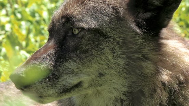 Extreme closeup of a wolf.