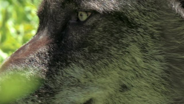 Closeup of a wolf in 4K.