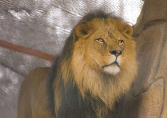 Big Cat, Male Lion