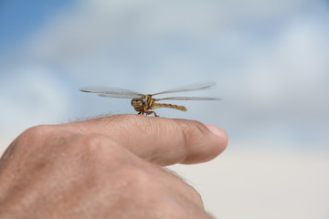 Dunes Dragonfly