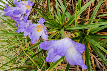Violet flowers after rain