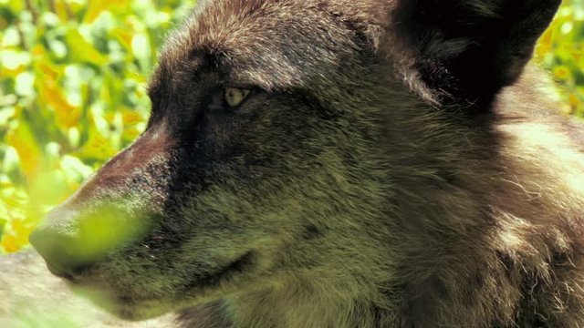 Closeup of a wolf in 4K.