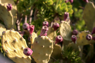 Red flower on a yellow cactus