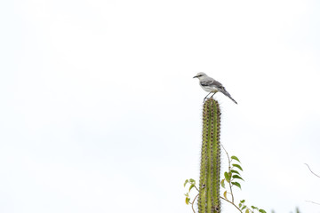 Bird standing on a cactus