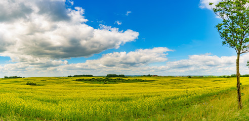 Panorama view of a rapeseed field on sunny summer day