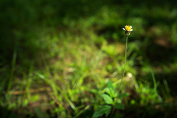 Small flowers and grass on sunny day.