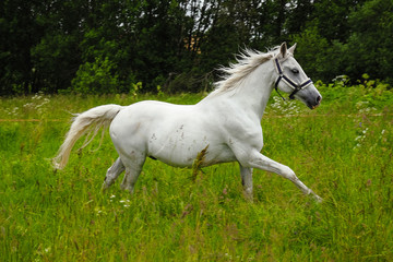 Naklejka na ściany i meble graceful white horse in a field