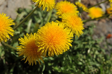 цветок одуванчик