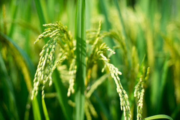 Green rice field