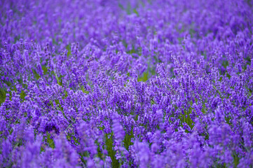 lavender fields in the garden ,furano in Japan on summer time