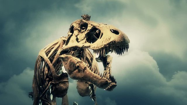 Roaring T-Rex / Tyrannosaurus Rex skeleton.