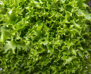 Lettuce Salad background