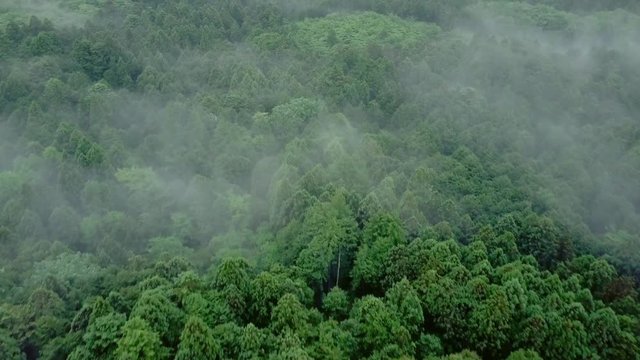 Over the forest tilting dolly drone shot