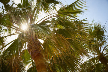 Palms in a sunny day with a sun spot