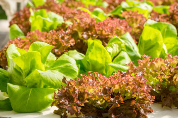 Hydroponics vegetable in farm