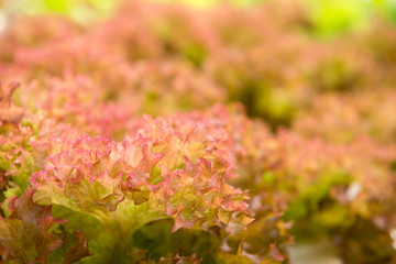 Obraz premium Hydroponics vegetable in farm