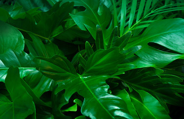 Fototapeta na wymiar Green background concept.Tropical palm leaves, jungle leaf close up