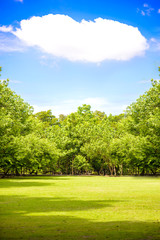 The abundance of trees, blue skies and lawn at Sri Nakhon Khuean Khan Park and Botanical Garden