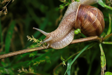 Closeup of a snail on a branch