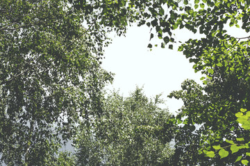 sky background and frame of leaves and branches of trees