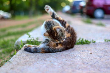 A homeless cat sits on the sidewalk