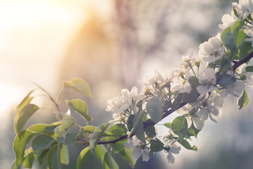 Beautiful apple tree branch with sun